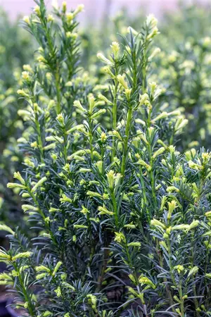 Taxus media 'Groenland' - 30-35 CM BALL C7.5 - image 2