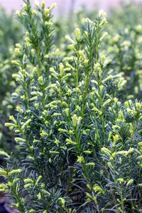 Taxus media 'Groenland' - 55 CM BALL C30 - image 2