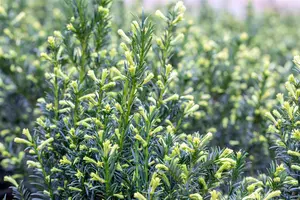 Taxus media 'Groenland' - 35 CM BALL C10 - image 1