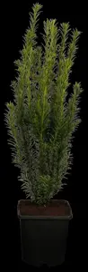 Taxus media 'Groenland' - 50-60 CM RB - image 1