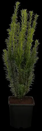 Taxus media 'Groenland' - 60-80 CM RB - image 1
