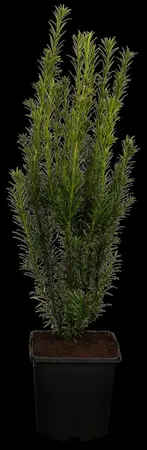 Taxus media 'Groenland' - 30-35 CM BALL C10 - image 1