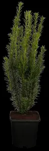 Taxus media 'Groenland' - 30-35 CM BALL C10 - image 1