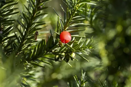 Taxus media 'Hicksii' - 175-200 CM C110 - image 4