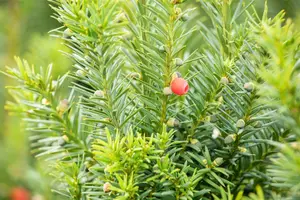 Taxus media 'Hicksii' - 40-60 CM C2 - image 2