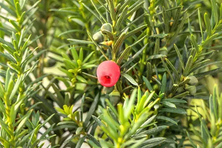 Taxus media 'Hicksii' - LINERS 18 CEL TRAY P9 SIZE - image 5