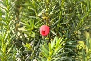 Taxus media 'Hicksii' - LINERS 18 CEL TRAY P9 SIZE - image 5
