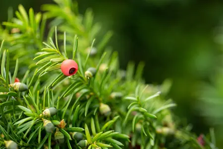 Taxus media 'Hicksii' - 175-200 CM C110 - image 5