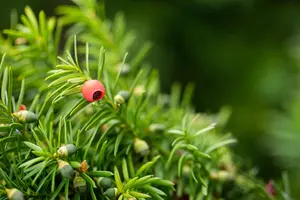 Taxus media 'Hicksii' - 175-200 CM C110 - image 5