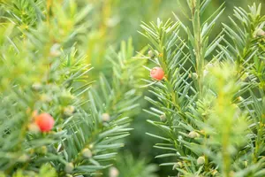 Taxus media 'Hicksii' - 40-60 CM C2 - image 3