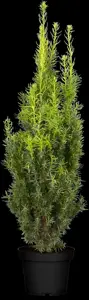 Taxus media 'Hicksii' - 60-80 CM C4 - image 1