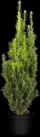 Taxus media 'Hicksii' - 200-225 CM RB - image 1