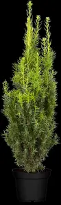 Taxus media 'Hicksii' - 30-40 CM C2 - image 1
