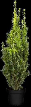 Taxus media 'Hicksii' - PON PON 160-180 CM C80 - image 1