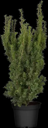 Taxus media 'Hicksii' - 60-80 CM C4 - image 4