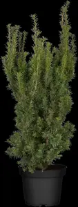 Taxus media 'Hicksii' - 60-80 CM C4 - image 4