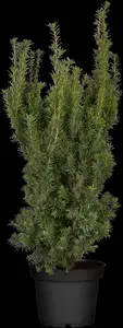Taxus media 'Hicksii' - PON PON 160-180 CM C80 - image 4