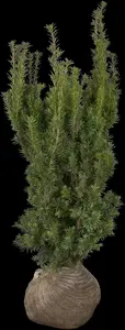 Taxus media 'Hicksii' - 60-80 CM C3 - image 5
