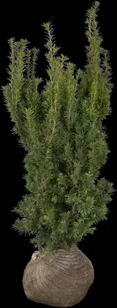 Taxus media 'Hicksii' - 350-400 CM RB - image 5