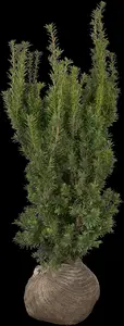 Taxus media 'Hicksii' - PON PON 160-180 CM C80 - image 5