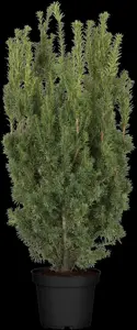 Taxus media 'Hicksii' - 60-80 CM C3 - image 3