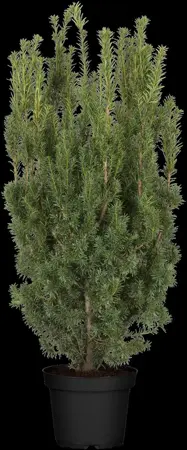 Taxus media 'Hicksii' - 200-225 CM RB - image 3