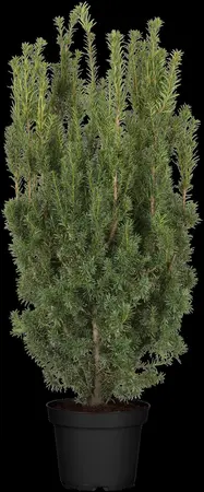 Taxus media 'Hicksii' - PON PON 160-180 CM C80 - image 3