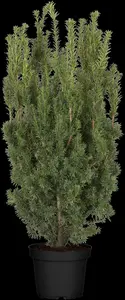 Taxus media 'Hicksii' - PON PON 160-180 CM C80 - image 3