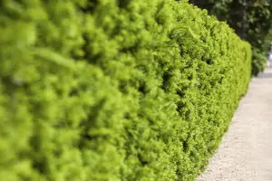 Taxus media 'Hicksii Barth' - P9 - image 2