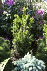 Taxus media 'Hillii' - 30-40 CM C3.5 - image 3