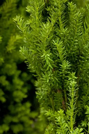 Taxus media 'Hillii' - SOLITAIR 160-180 CM RB - image 2
