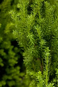 Taxus media 'Hillii' - 125-150 CM C30 - image 2