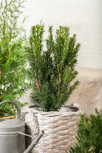 Taxus media 'Hillii' - PON PON 60-80 CM C15 - image 4