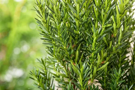 Taxus media 'Hillii' - PON PON 60-80 CM C15 - image 5