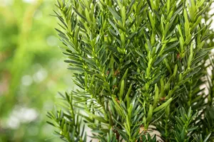 Taxus media 'Hillii' - PON PON 60-80 CM C15 - image 5