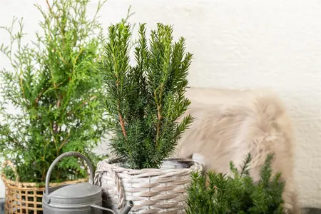 Taxus media 'Hillii' - 40-60 CM C2 - image 3