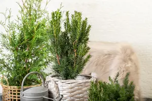 Taxus media 'Hillii' - 40-60 CM C2 - image 3