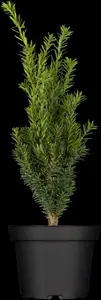 Taxus media 'Hillii' - SOLITAIR 160-180 CM RB - image 1