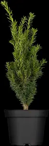 Taxus media 'Hillii' - 100-125 CM C12 - image 1
