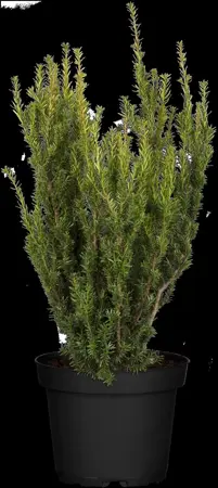 Taxus media 'Hillii' - 200-225 CM RB - image 4