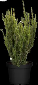 Taxus media 'Hillii' - 80-90 CM RB - image 4