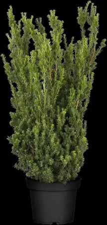 Taxus media 'Hillii' - 125-150 CM C30 - image 5