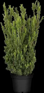 Taxus media 'Hillii' - 125-150 CM C30 - image 5