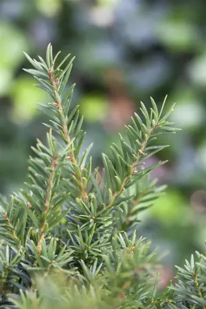 Taxus media 'Kazio' - P9