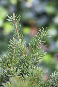 Taxus media 'Kazio'