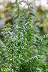 Taxus media 'Rising Star' - SOLITAIR 140-160 CM RB - image 2