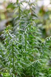 Taxus media 'Rising Star' - 120-140 CM C18 - image 2