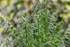 Taxus media 'Rising Star' - SOLITAIR 140-160 CM RB - image 3