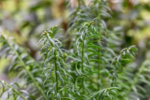 Taxus media 'Rising Star' - 100-125 CM C18 - image 3