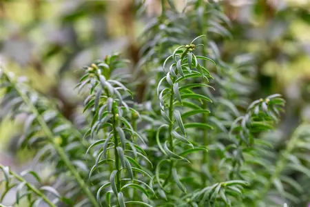 Taxus media 'Rising Star' - 140-160 CM C20 - image 2
